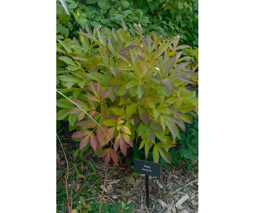 Peony